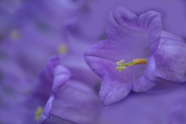 Captivating Close-Up: Campanula Blooms Picture Board by Bill Allsopp