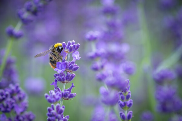 A Bumble Bee feasting on Lavender. Picture Board by Bill Allsopp