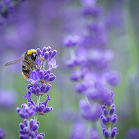 Buy canvas prints of A Bumble Bee feasting on Lavender. by Bill Allsopp