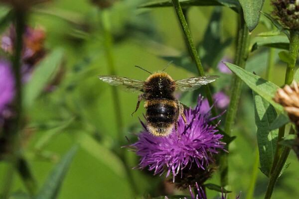 Bumblebee in flight. Picture Board by Bill Allsopp