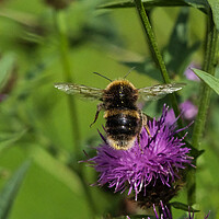 Buy canvas prints of Bumblebee in flight. by Bill Allsopp