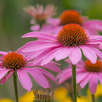 Buy canvas prints of Massed pink conflowers. by Bill Allsopp