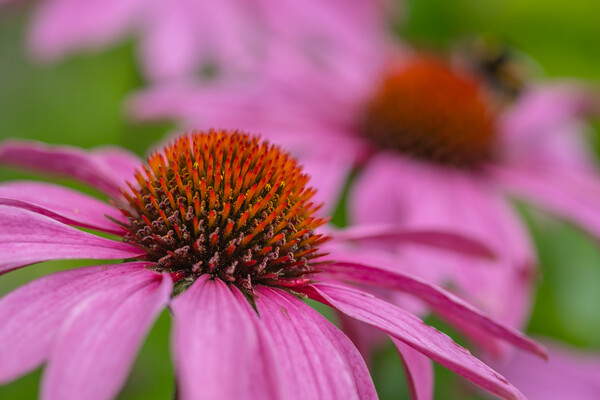 Blooming Echinacea: A Summer Spectacle Picture Board by Bill Allsopp