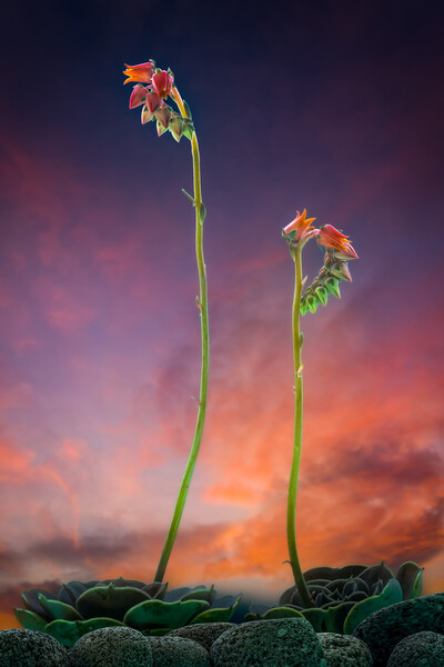 Mexican Desert Dawn Picture Board by Bill Allsopp