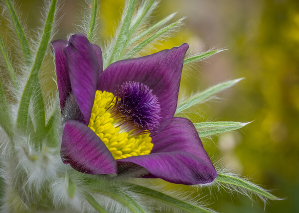 Pasque flower close up. Picture Board by Bill Allsopp