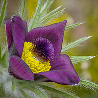 Buy canvas prints of Pasque flower close up. by Bill Allsopp