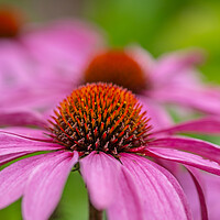 Buy canvas prints of Pink cone flowers. by Bill Allsopp