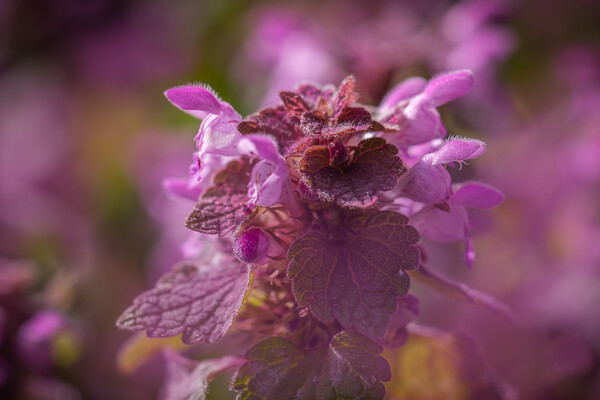 Captivating Spotted Deadnettle Display Picture Board by Bill Allsopp