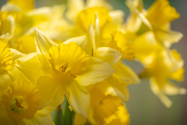 Spectacular Daffodil explosion Picture Board by Bill Allsopp