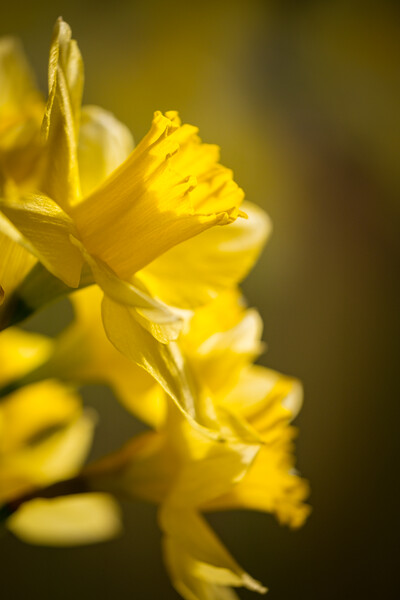 A mass of golden daffodils Picture Board by Bill Allsopp