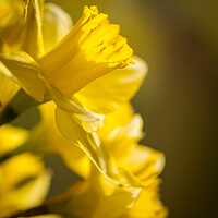 Buy canvas prints of A mass of golden daffodils by Bill Allsopp