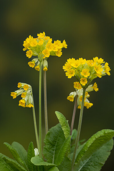 Cowslips standing proud. Picture Board by Bill Allsopp