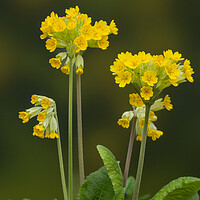 Buy canvas prints of Cowslips standing proud. by Bill Allsopp