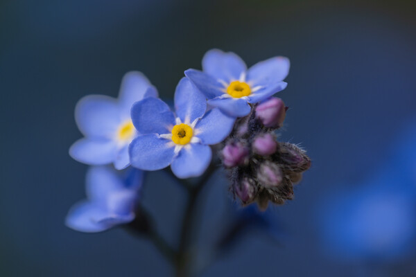 Faithful Forget me not. Picture Board by Bill Allsopp