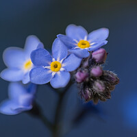 Buy canvas prints of Faithful Forget me not. by Bill Allsopp