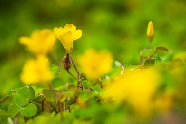Yellow Oxalis flowers Picture Board by Bill Allsopp