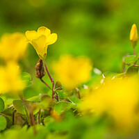 Buy canvas prints of Yellow Oxalis flowers by Bill Allsopp