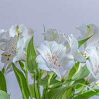 Buy canvas prints of Peruvian Lily Flowers by Bill Allsopp