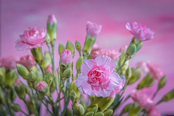 Pink Carnations in a vase. Picture Board by Bill Allsopp