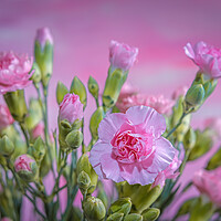 Buy canvas prints of Pink Carnations in a vase. by Bill Allsopp
