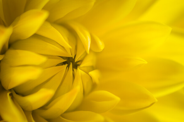 Yellow dahlia crown. Picture Board by Bill Allsopp