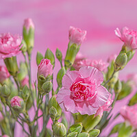 Buy canvas prints of A mass of pink blooms. by Bill Allsopp