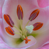 Buy canvas prints of Structure of a Lily. by Bill Allsopp