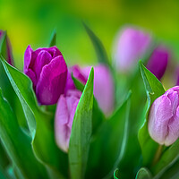 Buy canvas prints of A bunch of tulips. by Bill Allsopp