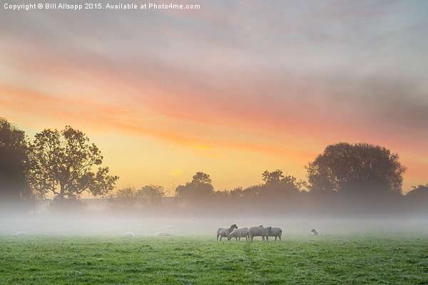Sheep huddle together on a cold morning. Picture Board by Bill Allsopp