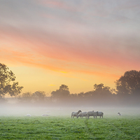 Buy canvas prints of Sheep huddle together on a cold morning. by Bill Allsopp
