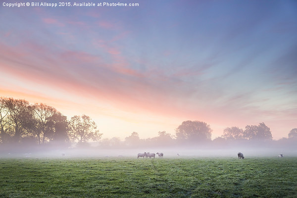 Sheep at dawn. Picture Board by Bill Allsopp