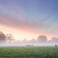Buy canvas prints of Sheep at dawn. by Bill Allsopp
