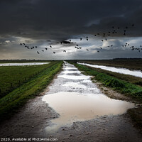 Buy canvas prints of Overwintering geese on the North Norfolk Coast. by Bill Allsopp