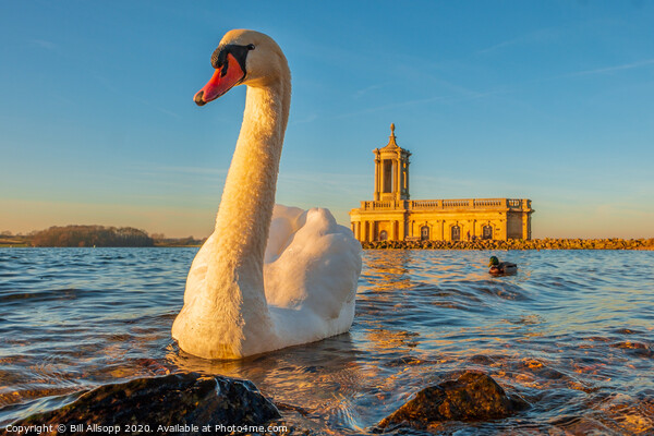 Rutland Water Swan. Picture Board by Bill Allsopp