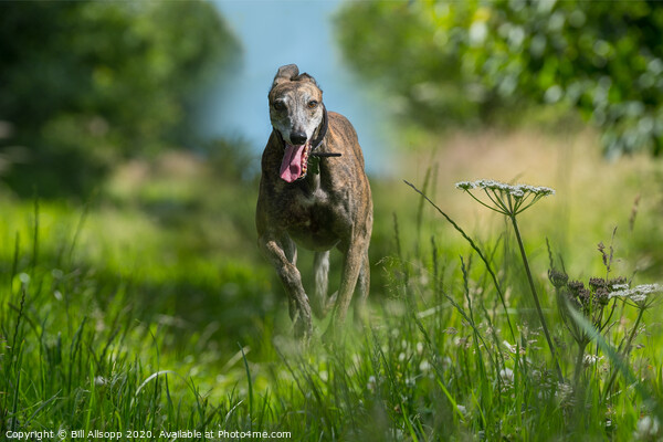 A brindle Greyhound running in long grass. Picture Board by Bill Allsopp