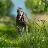 Buy canvas prints of A brindle Greyhound running in long grass. by Bill Allsopp