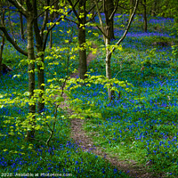 Buy canvas prints of Green and blue. by Bill Allsopp