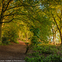 Buy canvas prints of A path in The Outwoods. by Bill Allsopp