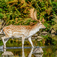 Buy canvas prints of Wading stag. by Bill Allsopp