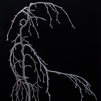 Buy canvas prints of Winter skeleton. by Bill Allsopp