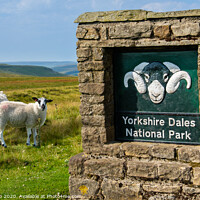 Buy canvas prints of Swaledale sheep. by Bill Allsopp