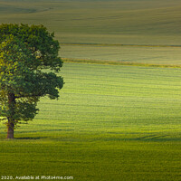 Buy canvas prints of Two Trees. by Bill Allsopp