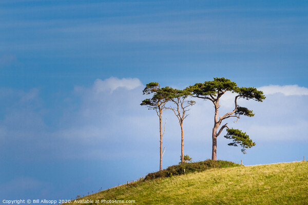 Three trees. Picture Board by Bill Allsopp