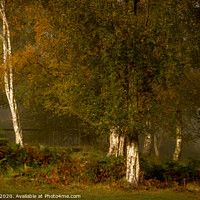 Buy canvas prints of Beacon Hill Birches. by Bill Allsopp