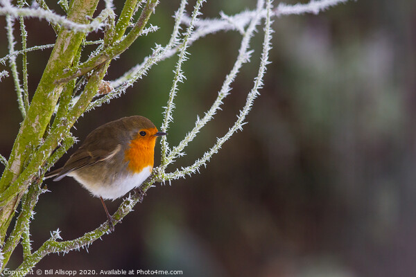 Robin in frost. Picture Board by Bill Allsopp