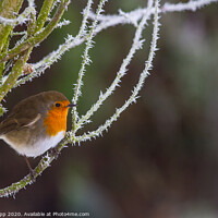 Buy canvas prints of Robin in frost. by Bill Allsopp