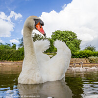 Buy canvas prints of Swan with cygnets by Bill Allsopp