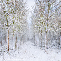 Buy canvas prints of Woodland in winter. by Bill Allsopp