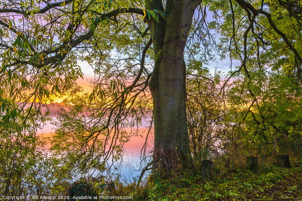 Ash Tree dawn. Picture Board by Bill Allsopp