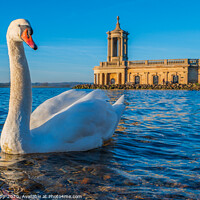 Buy canvas prints of The hungry Swan. by Bill Allsopp